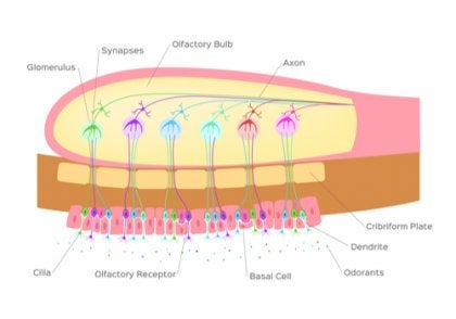 An olfactory bulb.