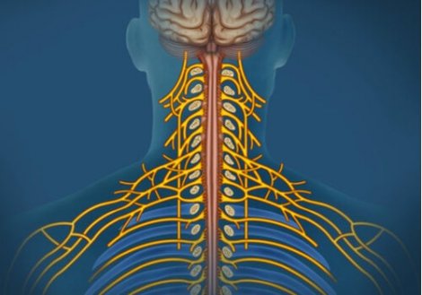 The Somatic Nervous System: Characteristics and Functions
