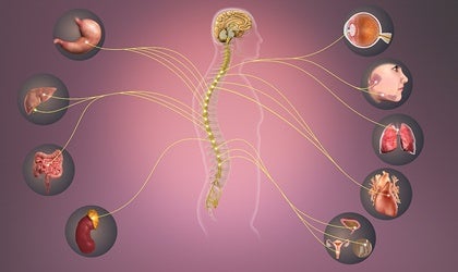 En representation av hur nervsystemet kommunicerar med kroppens organ.