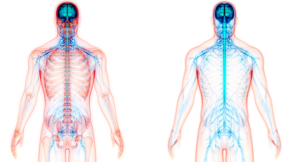 define somatic nervous system