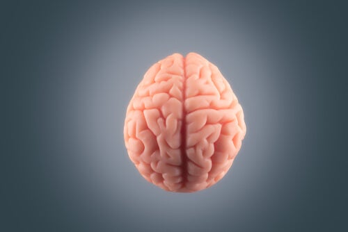 A brain on a grey background.