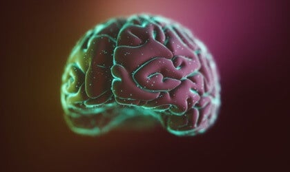 The Neocortex: Its Structure and Functions