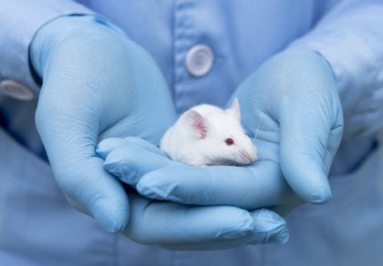 A lab rat in a scientist's hands.
