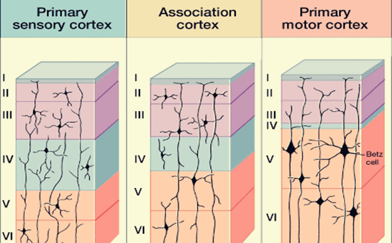The Neocortex: Its Structure and Functions - Exploring your mind
