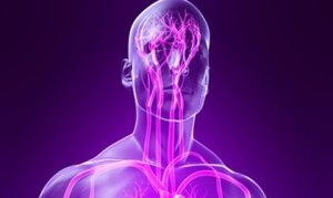 The Parasympathetic Nervous System: Characteristics and Functions