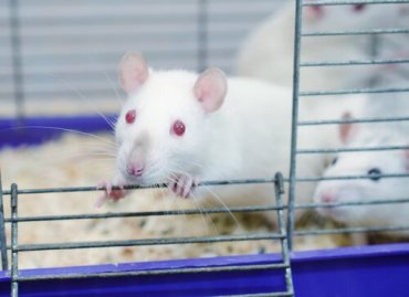 The Rat Park Experiment