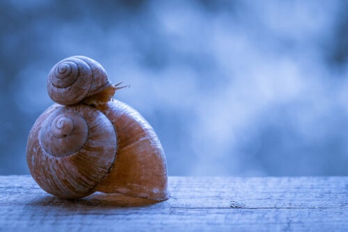 One snail on top of another.