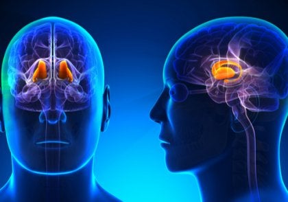 The thalamus illuminated in an image of the head.