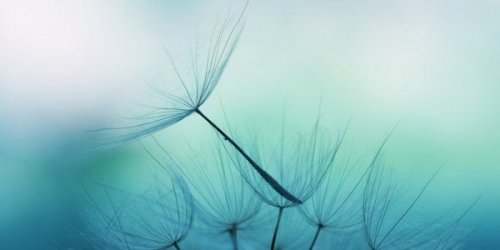 Dandelions on a blue background.