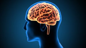 The Cingulate Gyrus