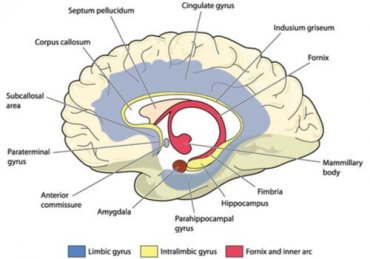 The Cingulate Gyrus - Brain - Exploring your mind