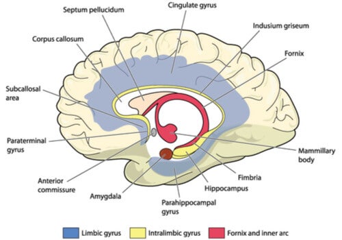 A diagram of the cingulate gyrus.