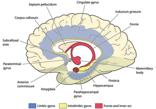 A diagram of the cingulate gyrus.