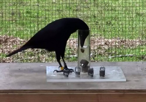Ravens doing an intelligence test.