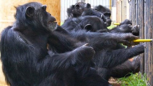 Chimpanzees participating in an experiment.