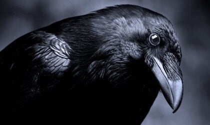 Intelligence in the Animal Kingdom: Ravens