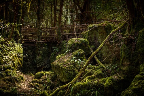 A bridge in the middle of a forest.