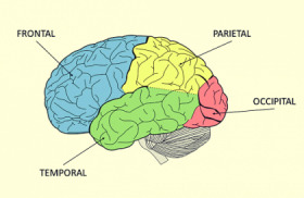 The Temporal Lobe: The Center Of Memory And Emotions