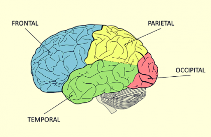 A diagram of the lobes of the brain.