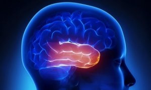 The Temporal Lobe: The Center of Memory and Emotions