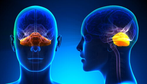Anatomy of the encephalon.