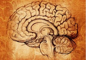 The Lenticular Nucleus: The Center for Learning and Motivation