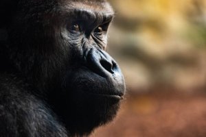 Three Incredible Death Rituals by Gorillas