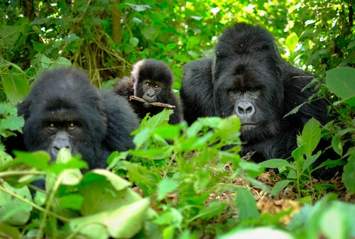 Gorillas in the jungle: gorilla death rituals.