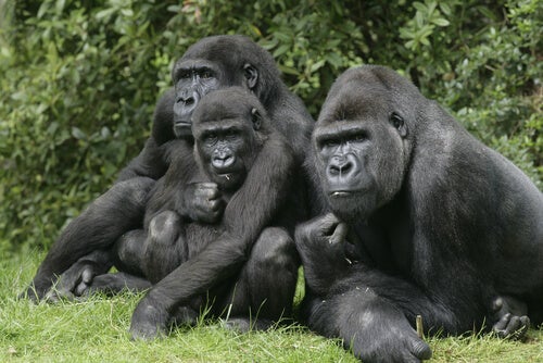 Three gorillas.