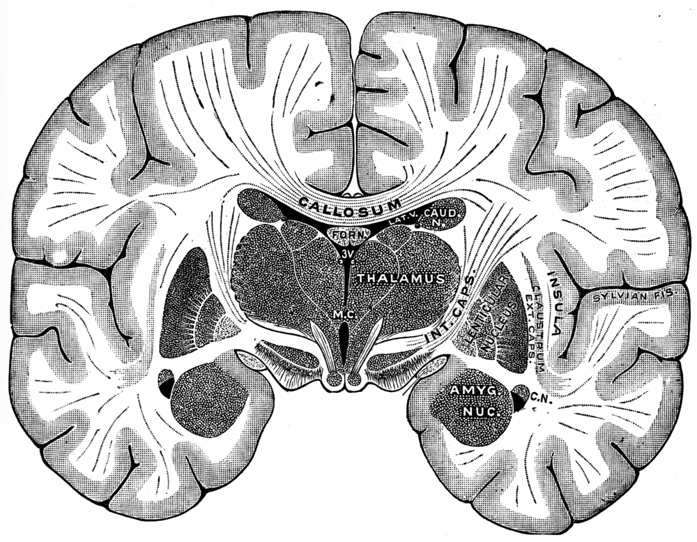 the-lenticular-nucleus-the-center-for-learning-and-motivation