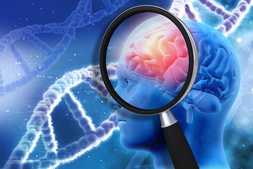 A brain as seen through a magnifying glass.