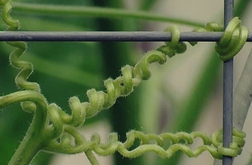 A climbing vine holding on to a metal structure.