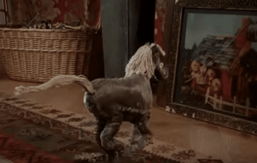 A tiny horse.