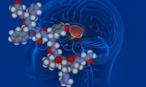 Vasopressin: The Anti-Diuretic Hormone