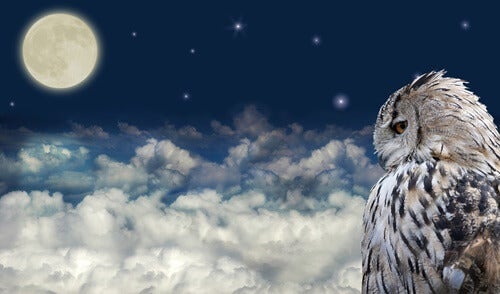 An owl at night.