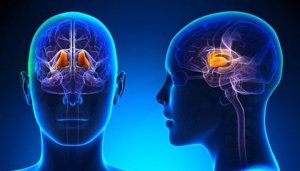 The Epithalamus: Characteristics and Functions