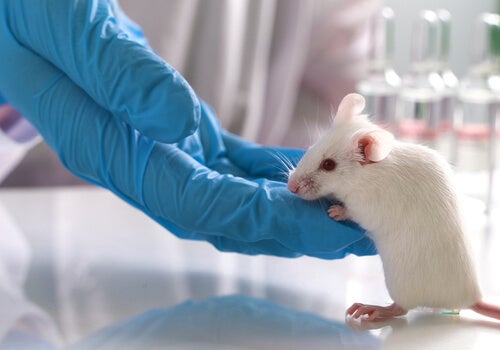 What's the Deal with Animal Testing?