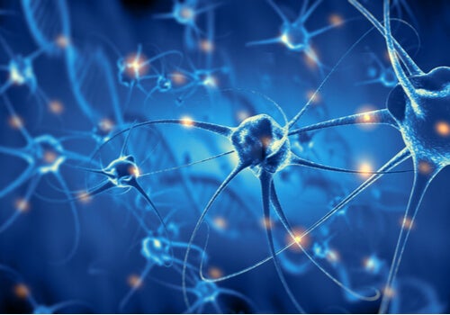 An image of neurons.
