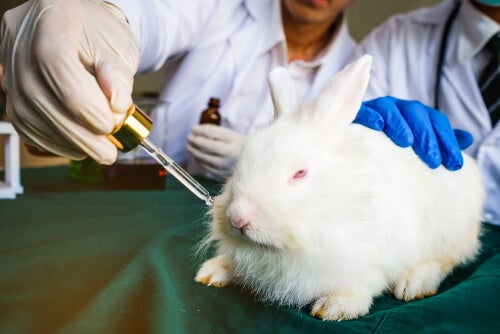 A bunny being tested on.