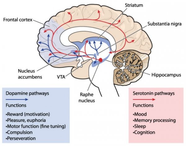 The Fascinating World of Your Brain's Reward System