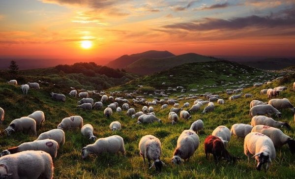 Some sheep in a field.