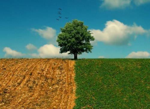 The grass isn't always greener on the other side.