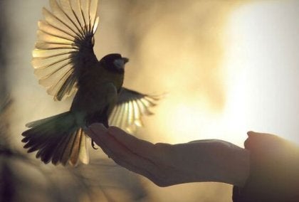 A bird landing on someone's hand.