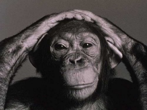 A chimpanzee with hands on its head.