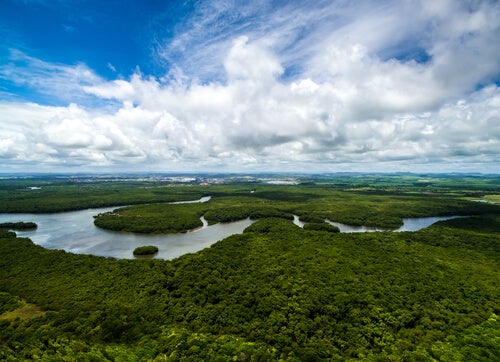 A photograph of the Amazon river.