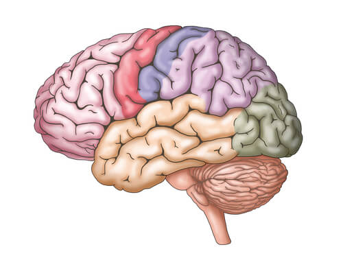 A colored diagram of the brain.
