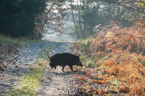 A boar crossing a road.