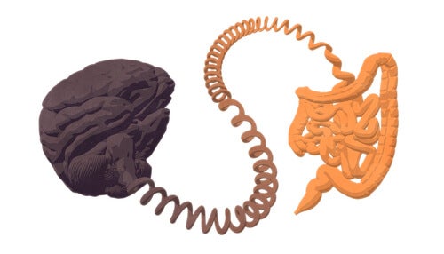 A brain and a digestive system.