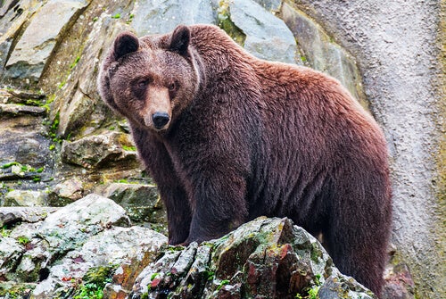 A brown bear standing on a rock.