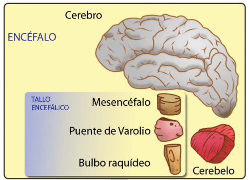 Midbrain - Characteristics and Functions